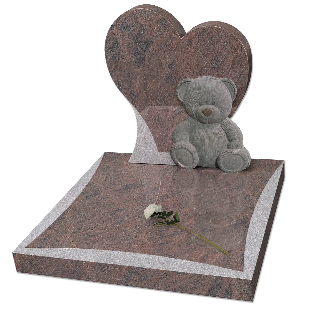 Cinéraire nounours en Himalaya Dark